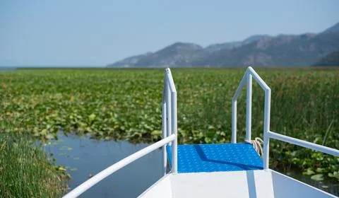 Bow of a white boat navigates through a vast field of green water lilies Stock Photos