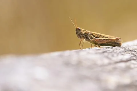 Bow-winged grasshopper, Chorthippus biguttulus, resting Stock Photos