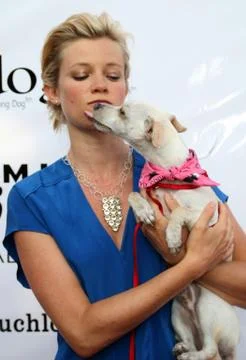 Bow wow Stock Photos