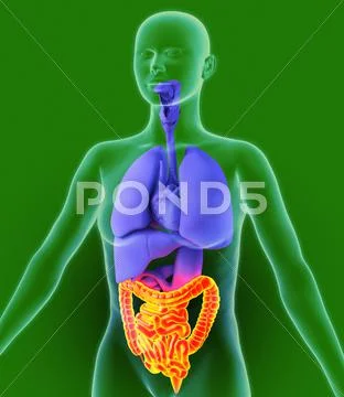 Bowel, artwork Stock Illustration