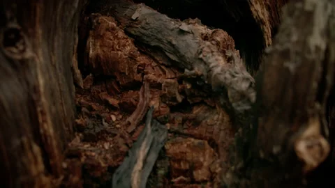 Bowels of the tree bear Stock Footage 149758652