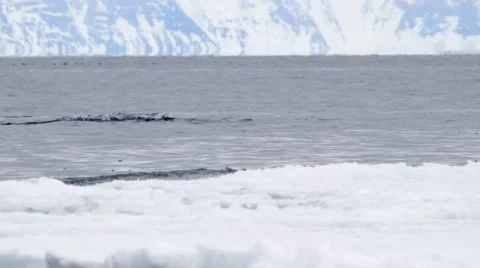 Bowhead whale breaching the water of the Arctic ocean. Stock Footage 55108750