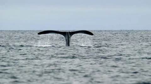 Bowhead whale breaching the water of the Arctic ocean. Stock Footage 55108766