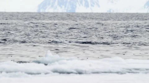 Bowhead whale breaching the water of the Arctic ocean. Stock Footage 55108781