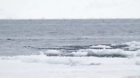 Bowhead whale breaching the water of the Arctic Ocean. Stock Footage 55108797