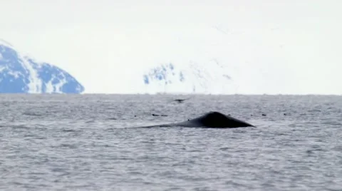 Bowhead whale breaching the water of the Arctic ocean. Stock Footage 58165928