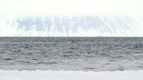 Bowhead whale breaching the water of the Arctic ocean. Stock Footage 58165973
