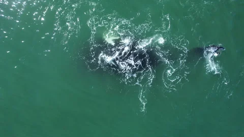 Bowhead whale closeup swimming in calm blue ocean water, Aerial view of bowhead Stock Footage 277422816