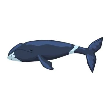 Bowhead whale isolated on white background. Cartoon character of ocean for ch Stock Illustration