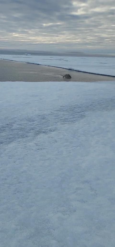 Bowhead Whale Spotted Up Close, Arctic Bay, Nunavut, Canada - 06 Jul 2023 Stock Footage 295960809