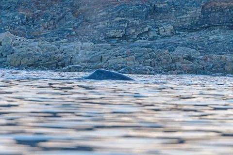 Bowhead Whale Surfacing Close to Shore Stock Photos