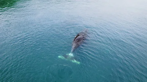 Bowhead whale swimming in calm blue ocean water, Aerial view of a pod of bowhead Stock Footage 158904952