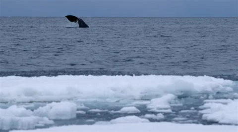 Bowhead whale swimming through the Arctic ocean. Stock Footage 55108733