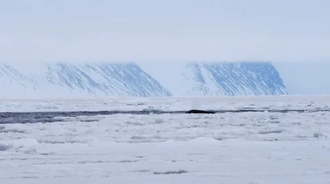 Bowhead whale swimming through the Arctic ocean. Stock Footage 58165865
