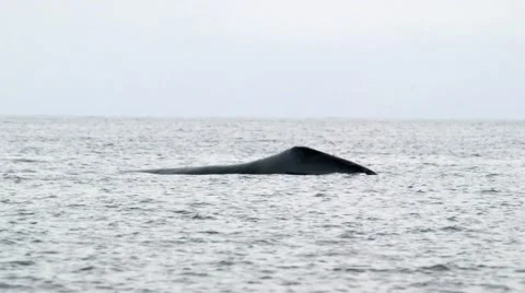 Bowhead whale swimming through the Arctic ocean. Stock Footage 58165897