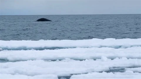 Bowhead whale swimming through the Arctic ocean. Stock Footage 58166011
