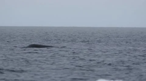Bowhead whale swimming through the Arctic ocean. Stock Footage 58166032