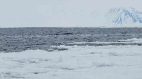 Bowhead whale swimming through the Arctic ocean. Stock Footage 58166039