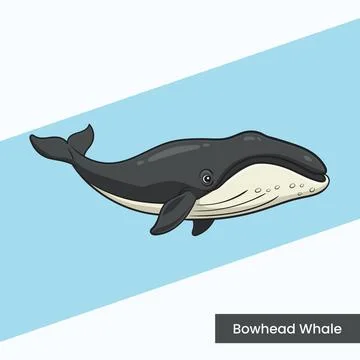 Bowhead Whale Vector Art - Majestic Arctic Marine Mammal Illustration for N.. Stock Illustration