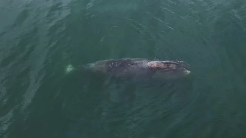 Bowhead whales float above the water. Aerial photography of a large whale. Stock Footage 221169674