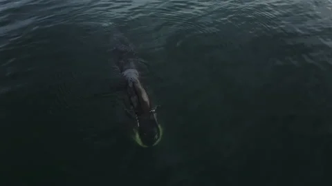 Bowhead whales pop up to breathe. Large wild animals in national parks. The Stock Footage 221169990