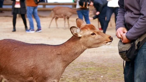 Bowing Deer Stock Footage 102110119