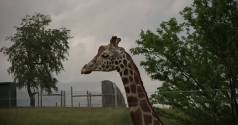 Bowing Giraffe Stock Footage 50982558