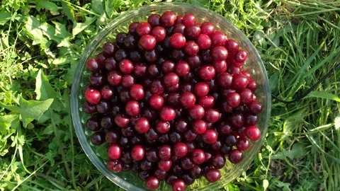 Bowl of fresh red cherries rotating on the grass background in the garden Stock Footage 237797656