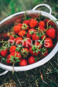 Bowl with freshly picked homegrown organic strawberries Stock Photos