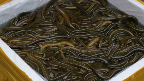 A bowl of small eel swarming at the fish market, in China Stock Footage 231831892
