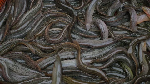 A bowl of small eel swarming at the fish market, in China Stock Footage 231833937