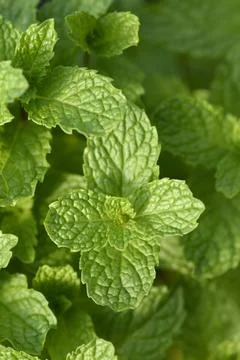 Bowles mint Stock Photos