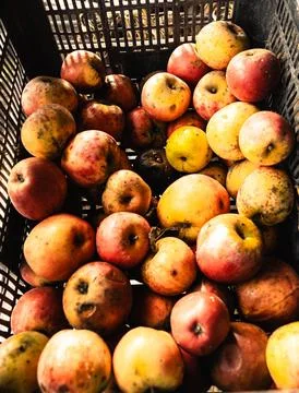 Box with apples Stock Photos