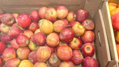 A box of apples is piled high with red and green apples Stock Photos