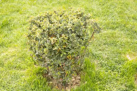 Box blight on a  green background. Stock Photos