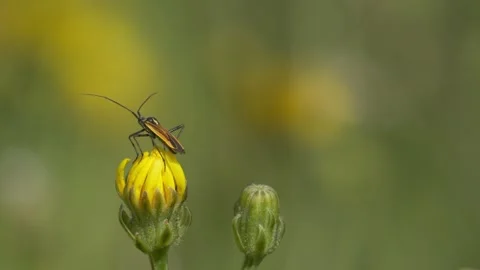 Box Bug on a Meadow Hawkweed Bud in 4K Slow Motion Vídeos de archivo 336186687