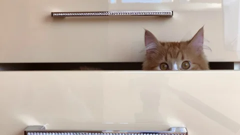 Box with a cat Stock Footage 104911363