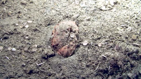 Box Crab Vidéo 64856260