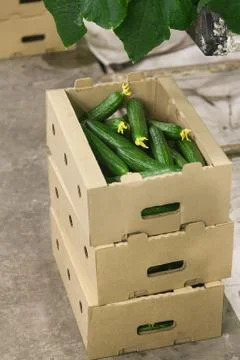 A box of cucumbers Stock Photos