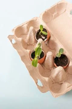 Box from eggs, Plant vegetables in eggshells, garden at home, zero waste. Foto stock