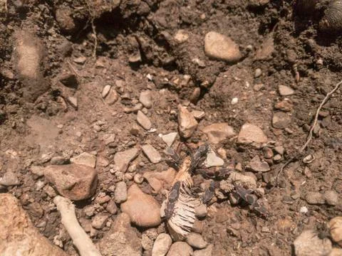 Box Elder bugs crawling on rocks Stock Photos