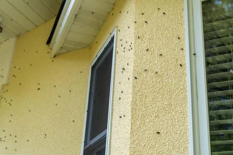 Box Elder bugs swarm and infest the siding of a house in the fall Stock Photos