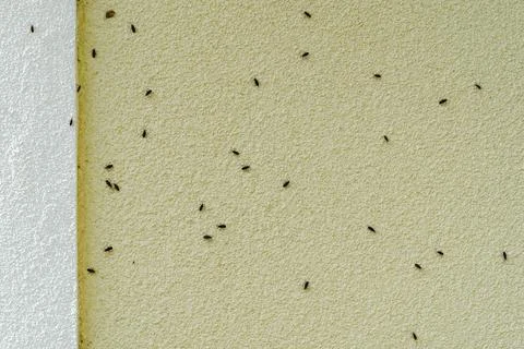 Box Elder bugs swarm and infest the siding of a house in the fall Stock Photos
