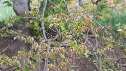 Box Elder Tree Stock Footage 332612673