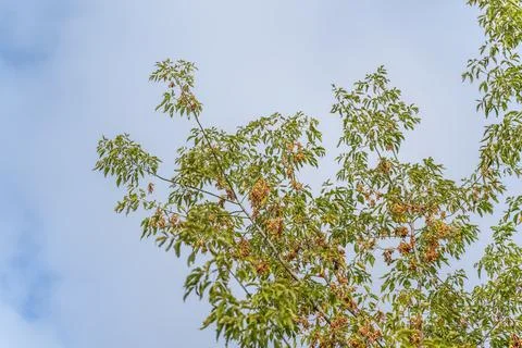 Box Elder Treetop with Winged Seed Clusters Against Blue Sky Stock Photos