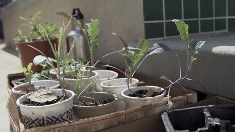 A box is filled with plants ready to be planted slow motion Stock Footage 90967734