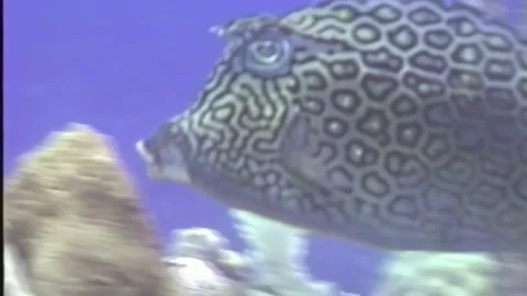 BOX FISH 1 Stock Footage 306529509