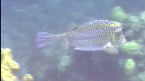 BOX FISH 2 Video stock 306529745