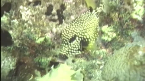 BOX FISH Stock Footage 306528324