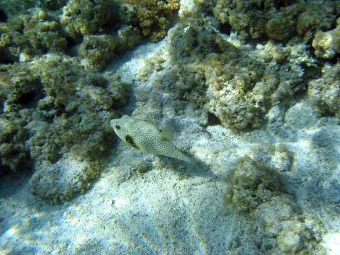 Box fish Stock Photos